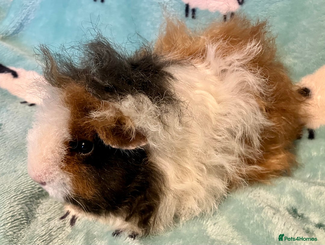 Guinea Pig rodents for sale: Pure Bred Texel Boar - Image 1