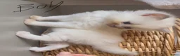 Ragdoll cats for sale: Ragdoll x BSH Ready 12th August in North Shields - Advert 5