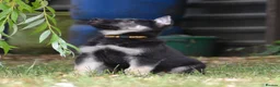German Shepherd dogs for sale: ⭐ Rare East European Shepherd Puppies UK - Advert 9