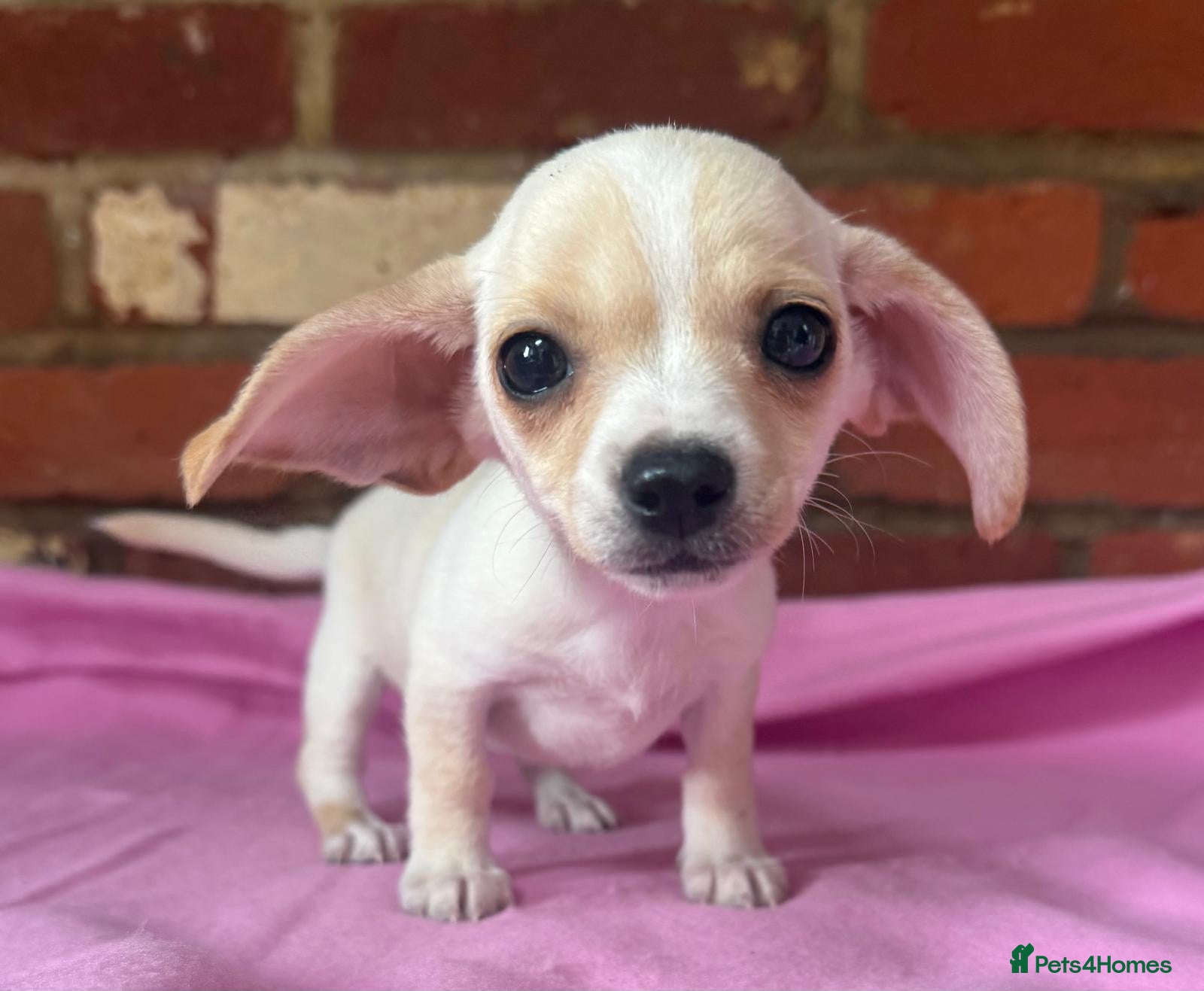 Chiweenie dogs 🌭♥️ Mexican hotdogs AKA Chiweenies ♥️ 🌭 - Advert 1