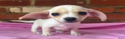 Chiweenie dogs for sale: 🌭♥️ Mexican hotdogs AKA Chiweenies ♥️ 🌭 - Advert 1