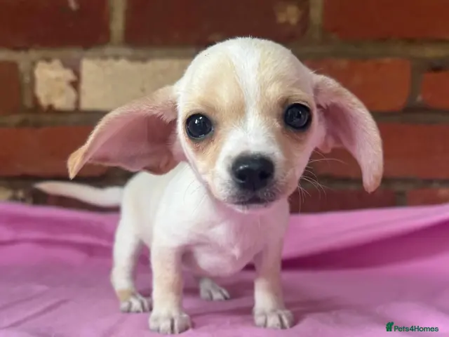 Chiweenie dogs for sale: 🌭♥️ Mexican hotdogs AKA Chiweenies ♥️ 🌭 - Advert 1