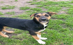 Mixed Breed dogs for adoption: 💙🐶 BRUNO 🐶💙 - Image 11