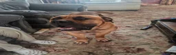 Boerboel dogs for stud: Boerboel male for stud - Advert 4