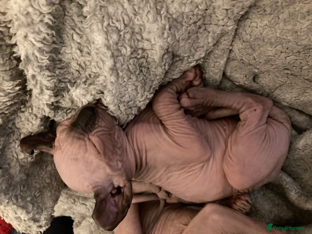 Sphynx cats for sale: Beautiful babies ready for new home in Birmingham - Advert 2