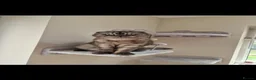 Scottish Fold cats for sale: 2 year old Scottish fold black smoke cat for sale - Advert 8