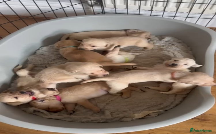 Mixed Breed dogs - Advert 6