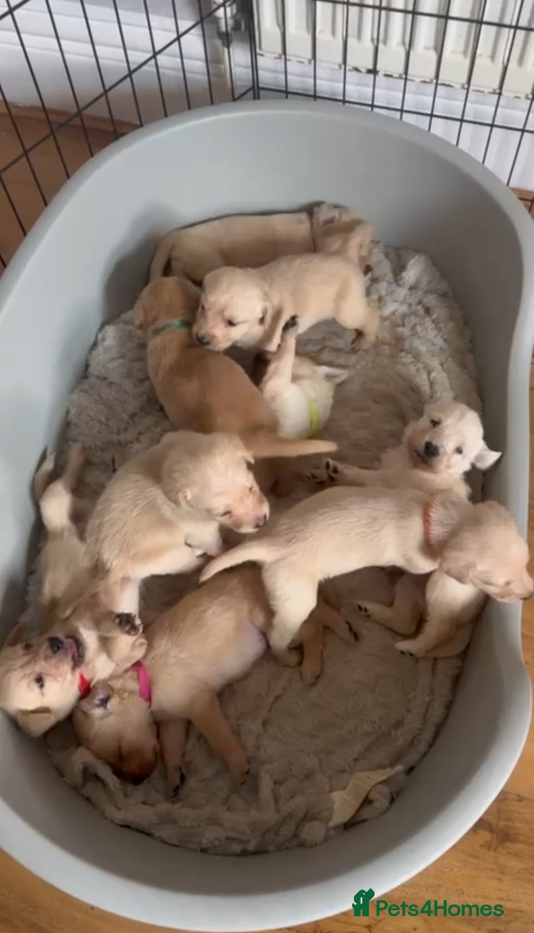 Mixed Breed dogs for sale: Beautiful litter of golden labradoodles - Image 1