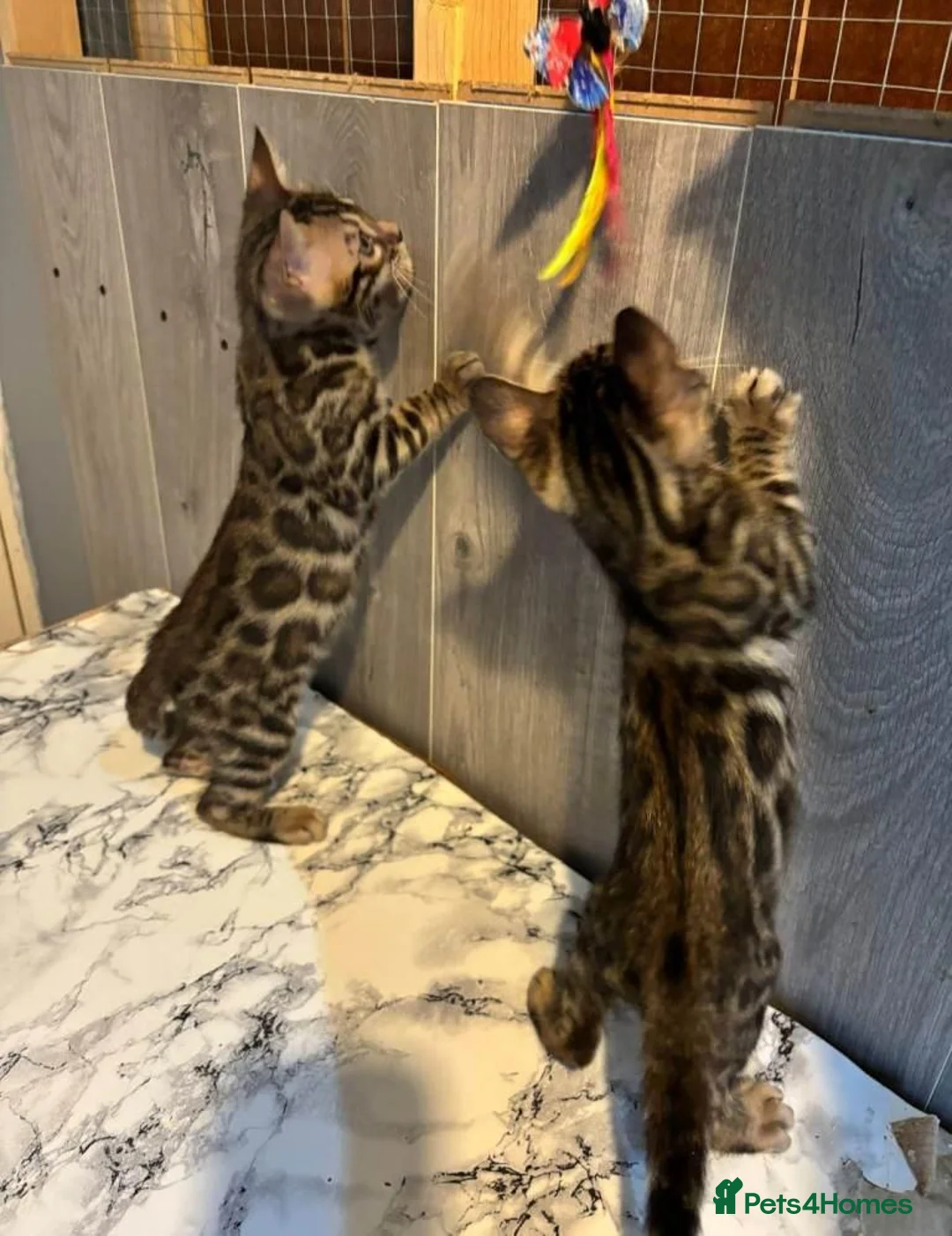 Bengal cats for sale: Beautiful Purebred Bengal Kittens  in London - Advert 5