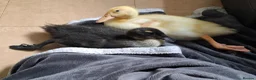 Ducks poultry for sale: 2 sweet hand raised ducklings - Advert 2