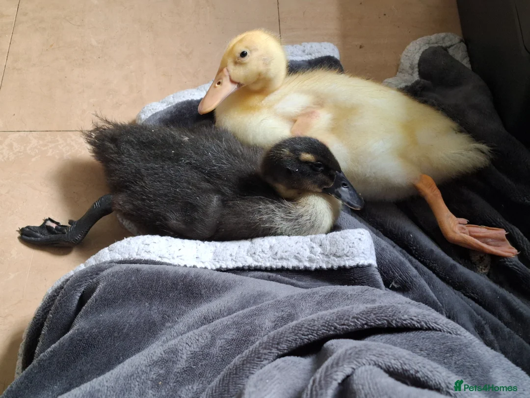 Ducks poultry for sale: 2 sweet hand raised ducklings - Advert 2