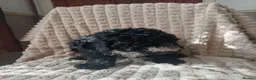 Miniature Poodle dogs for sale: Lovely mini poodles ready to go now  - Advert 34