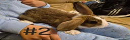 Mixed Breed rabbits for sale: 3 Cute Baby Mini Lop X English Rabbits - Advert 6