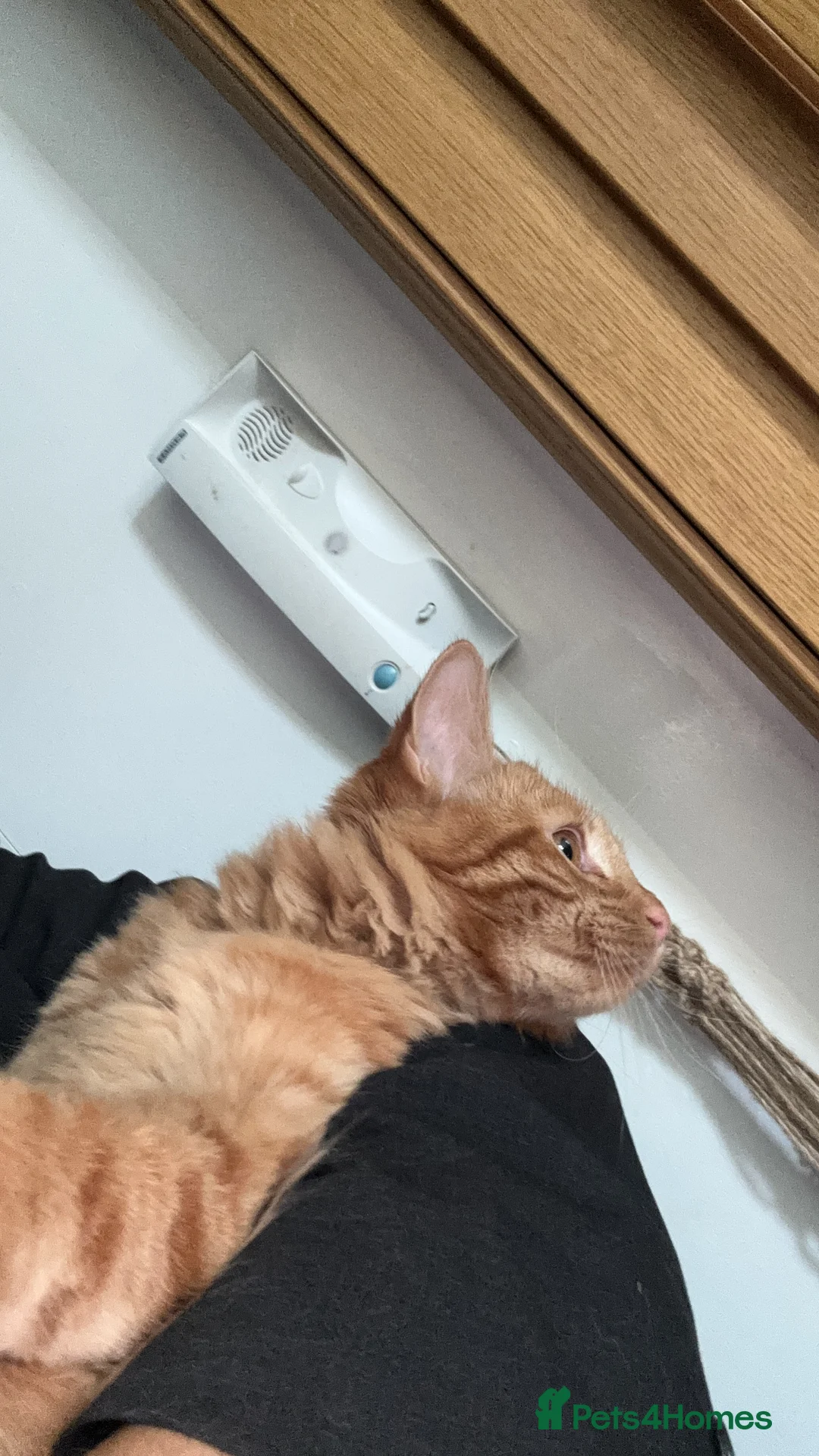 Bengal cats for sale: Tabby/Bengal cat  - Advert 3