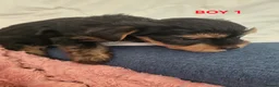 Yorkshire Terrier dogs for sale: STUNNING YORKSHIRE TERRIER PUPPIES FOR RESERVATION in Birmingham - Advert 13