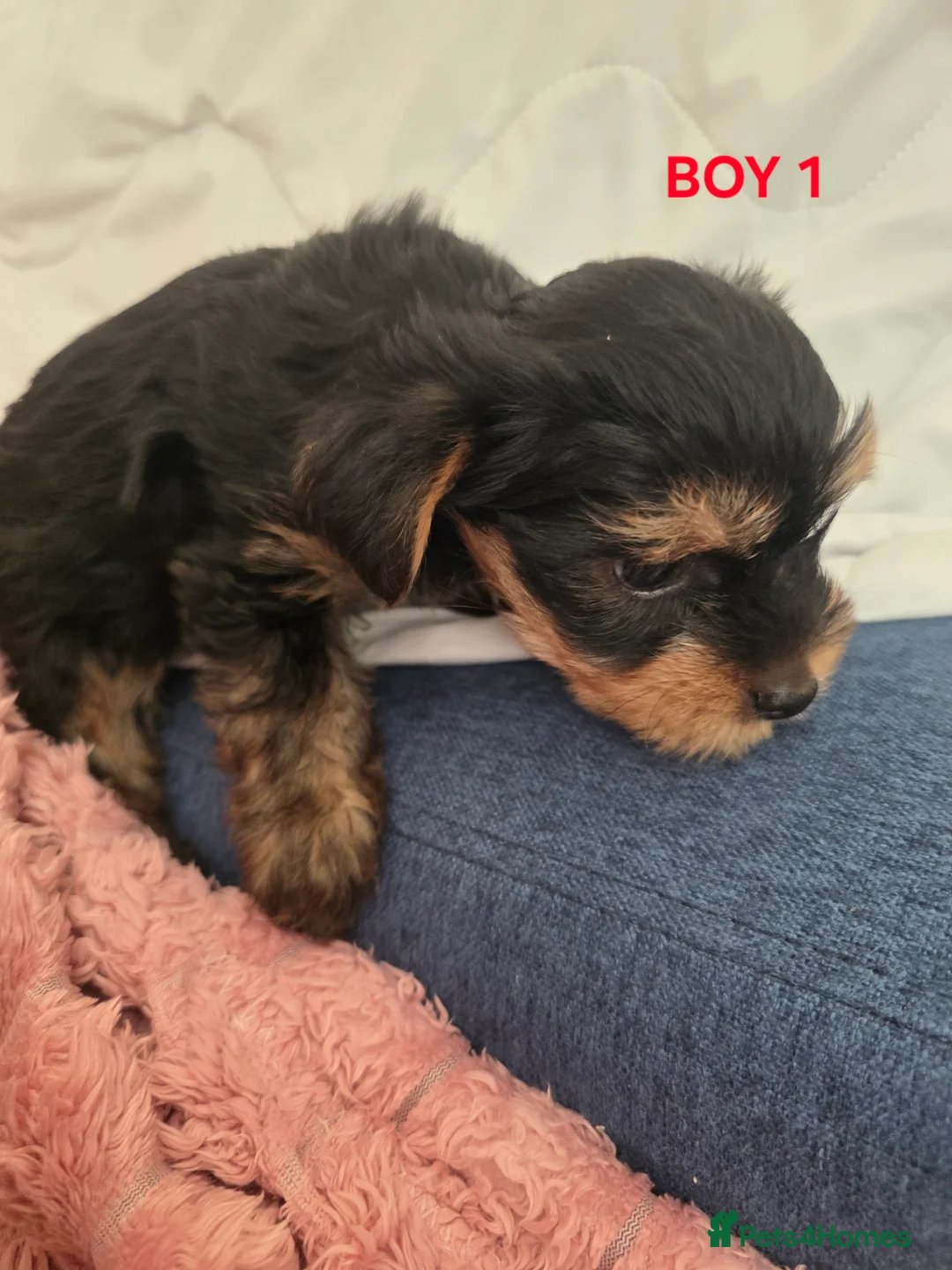 Yorkshire Terrier dogs for sale: STUNNING YORKSHIRE TERRIER PUPPIES FOR RESERVATION in Birmingham - Advert 13