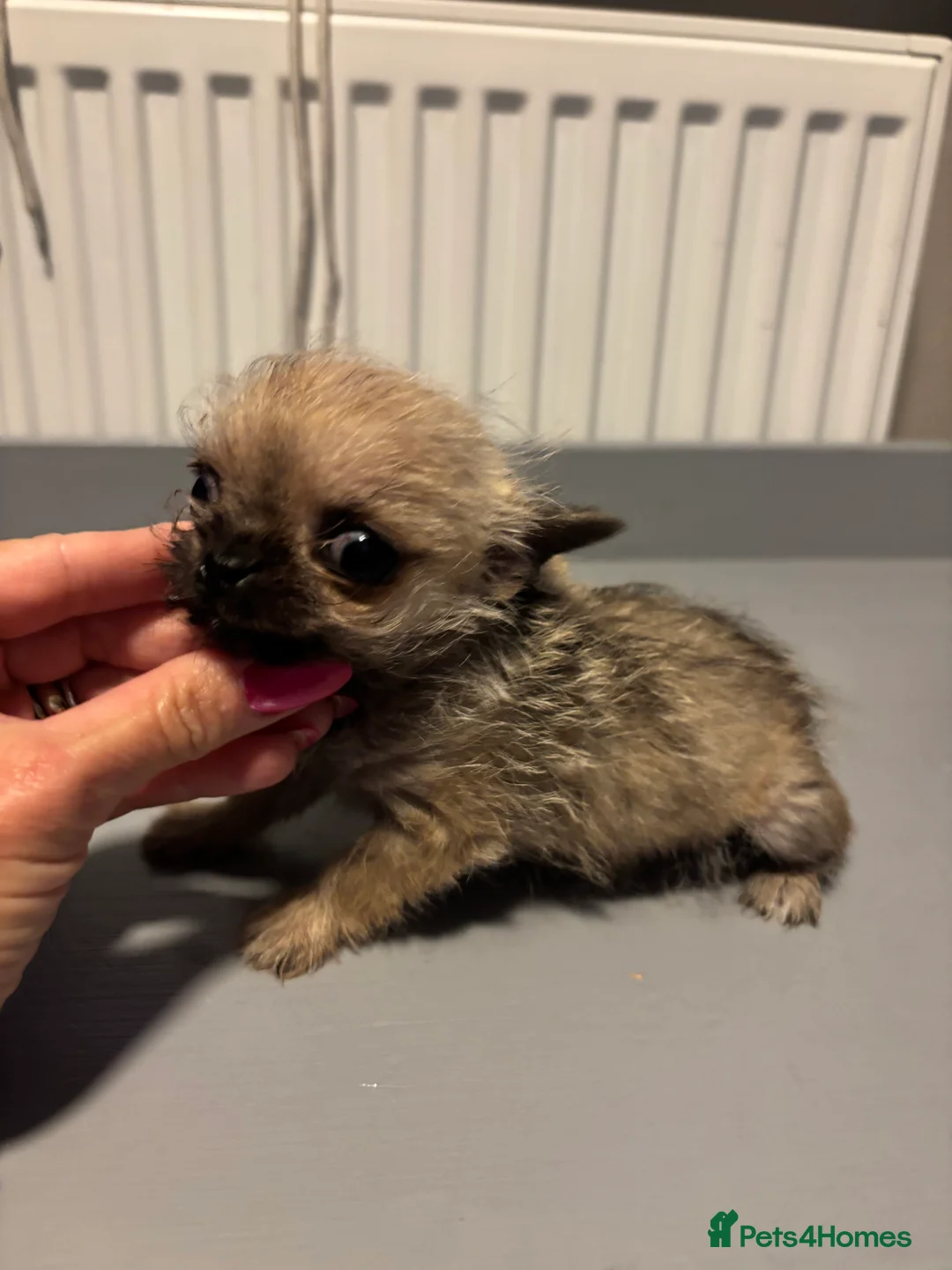 Chihuahua dogs for sale:  **  Chihuahua in Halstead - Advert 3