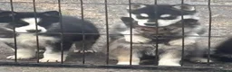 Shepsky dogs for sale: German shepherd cross husky puppy’s  - Advert 18