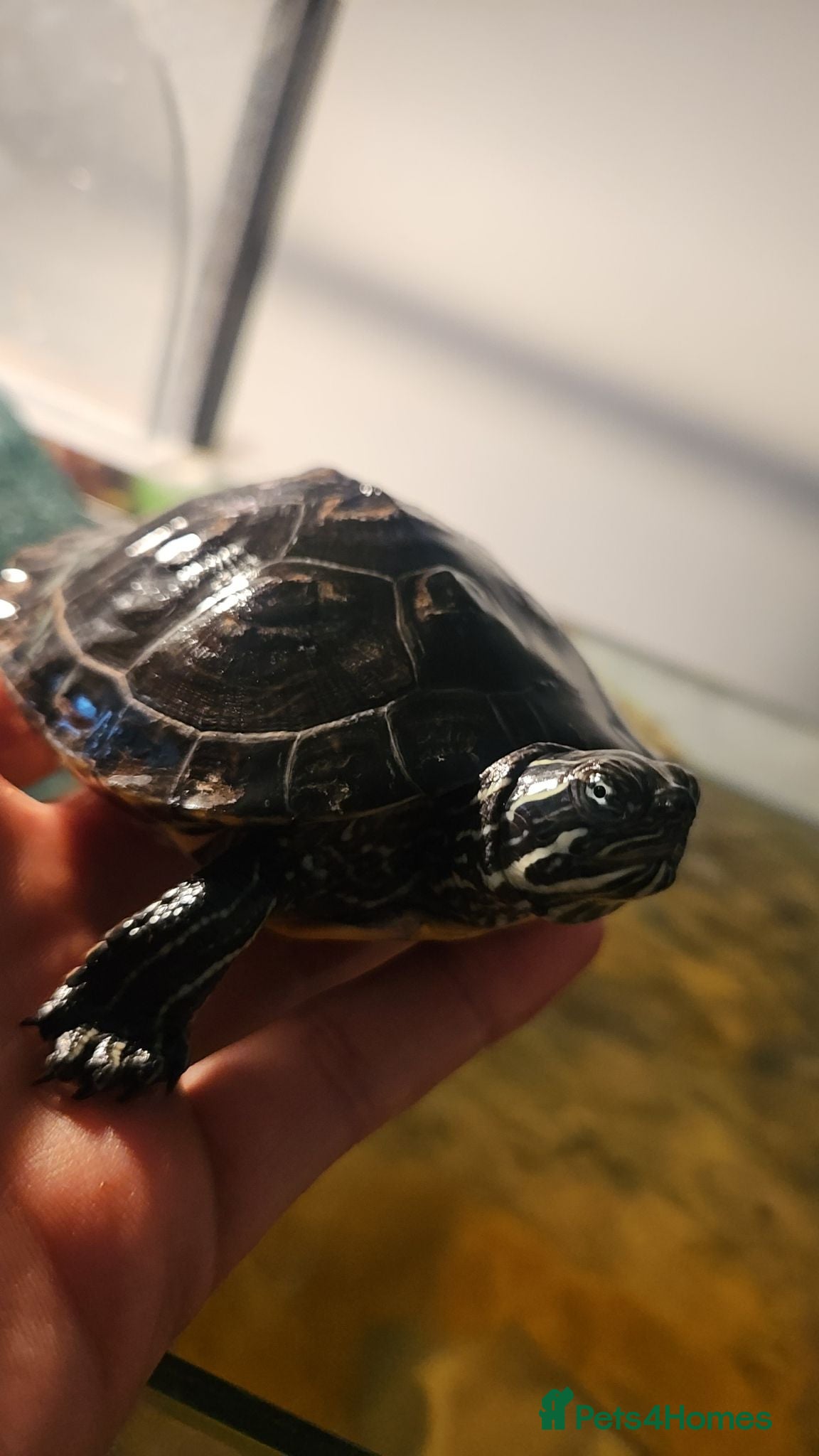 Turtle reptiles Florida cooter turtles  - Advert 1