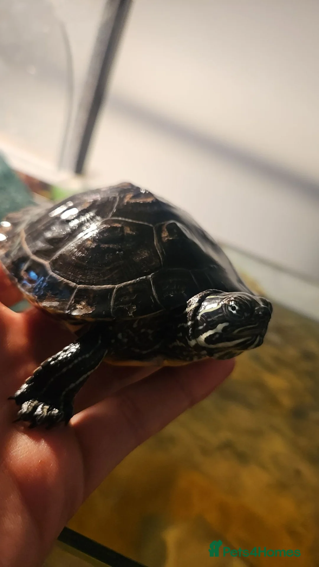 Turtle reptiles for sale: Florida cooter turtles  - Advert 1