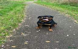 Rottweiler dogs for stud: Rottweiler for stud - Image 4