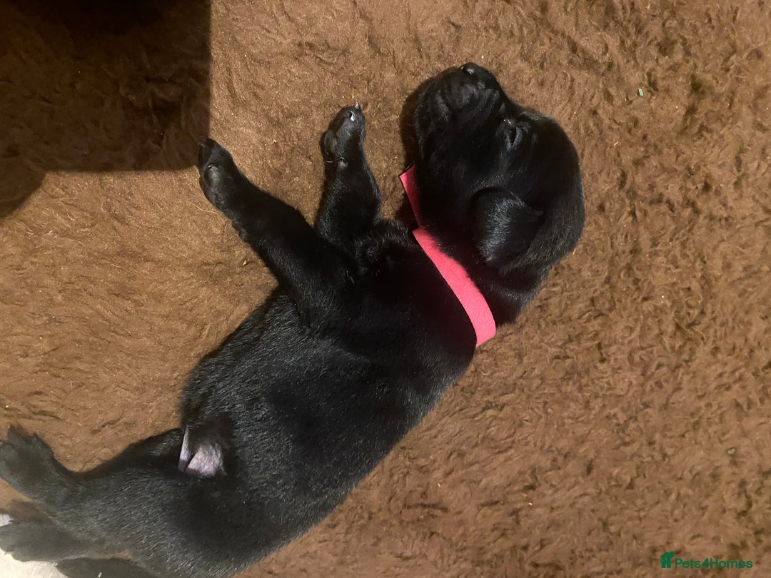 Labrador Retriever dogs for sale: KC registered Labrador puppies - Advert 6