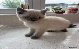British Shorthair cats for sale: Beautiful British blues and colourpoints  - Image 8