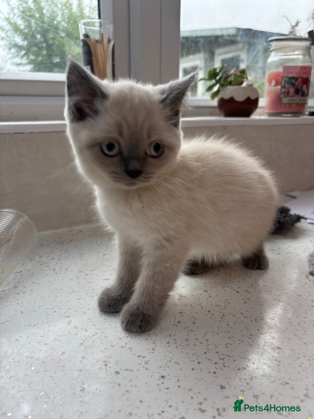 British Shorthair cats for sale: Beautiful British blues and colourpoints  - Image 8