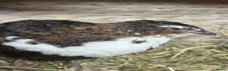 Quail poultry for sale: MALE QUAIL FOR SALE in Newtownards - Advert 9