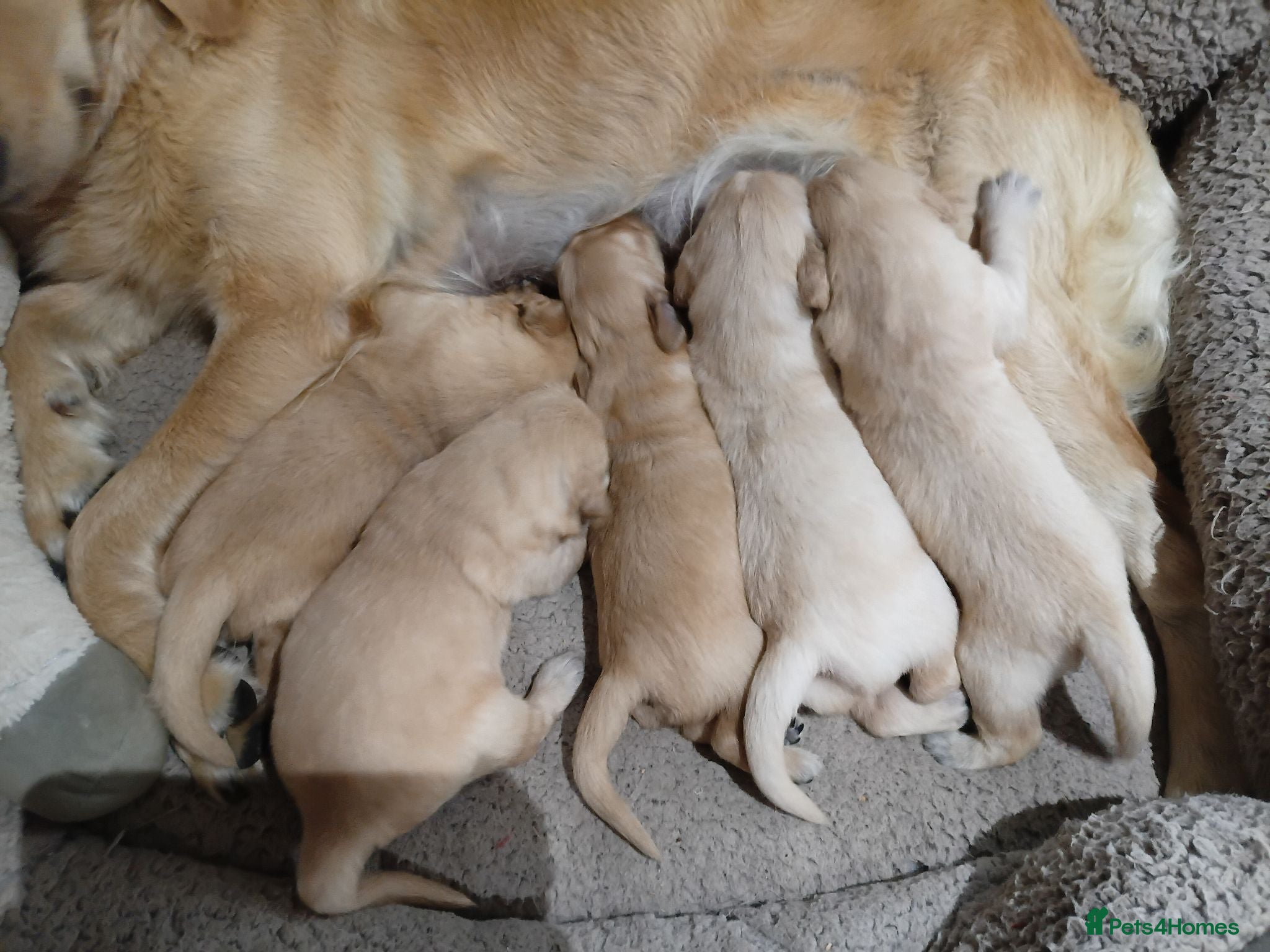 Golden Retriever dogs PEDIGREE GOLDEN RETRIEVERS  - Advert 2