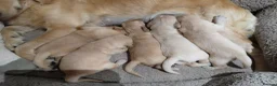 Golden Retriever dogs for sale: PEDIGREE GOLDEN RETRIEVERS  - Advert 2
