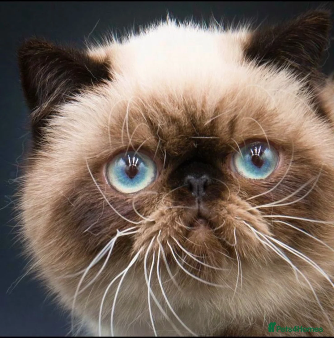 Persian cats for stud: Seal Point Bulgarian Import Stud Boy in Birmingham - Advert 2
