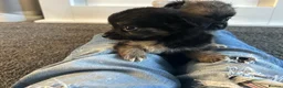 Chihuahua dogs for sale: Long hair stunning chihuahuas pedigree  in Worcester - Advert 15