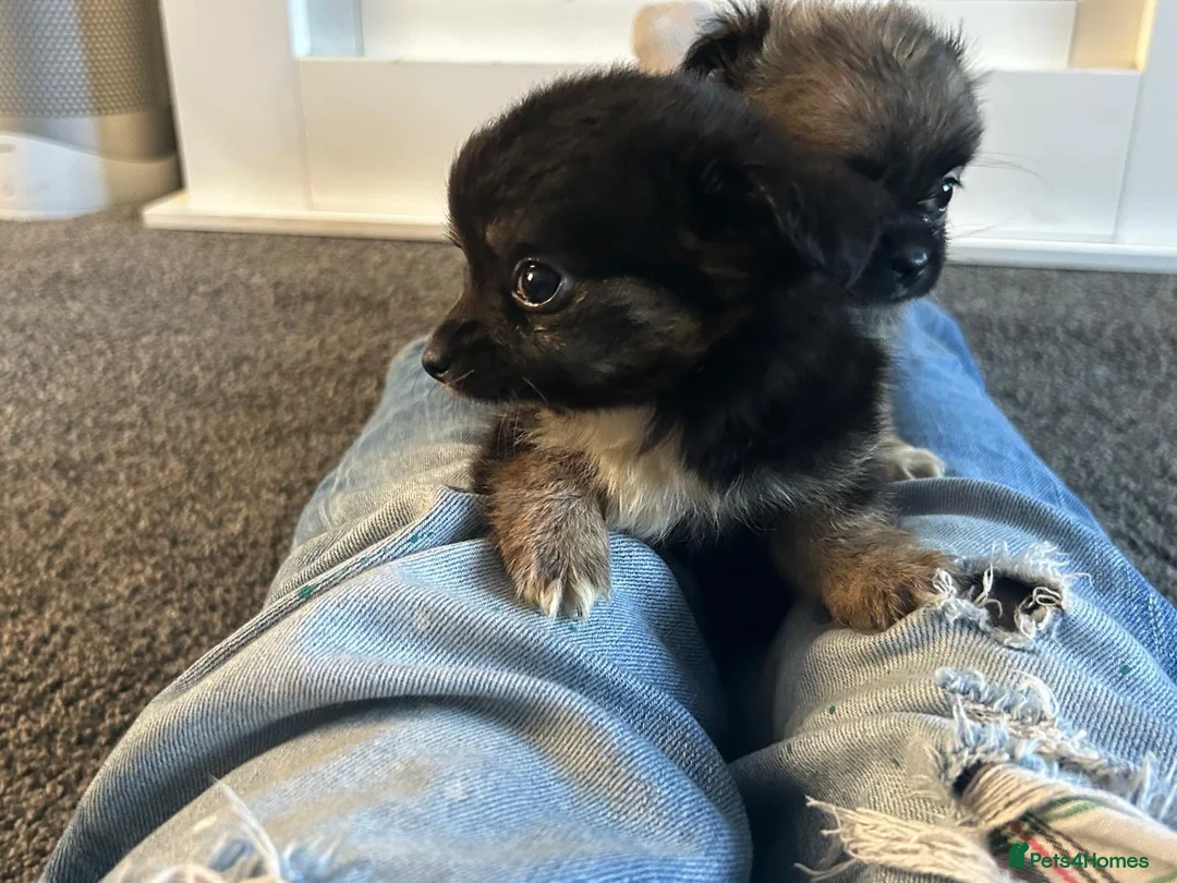 Chihuahua dogs for sale: Long hair stunning chihuahuas pedigree  in Worcester - Advert 15