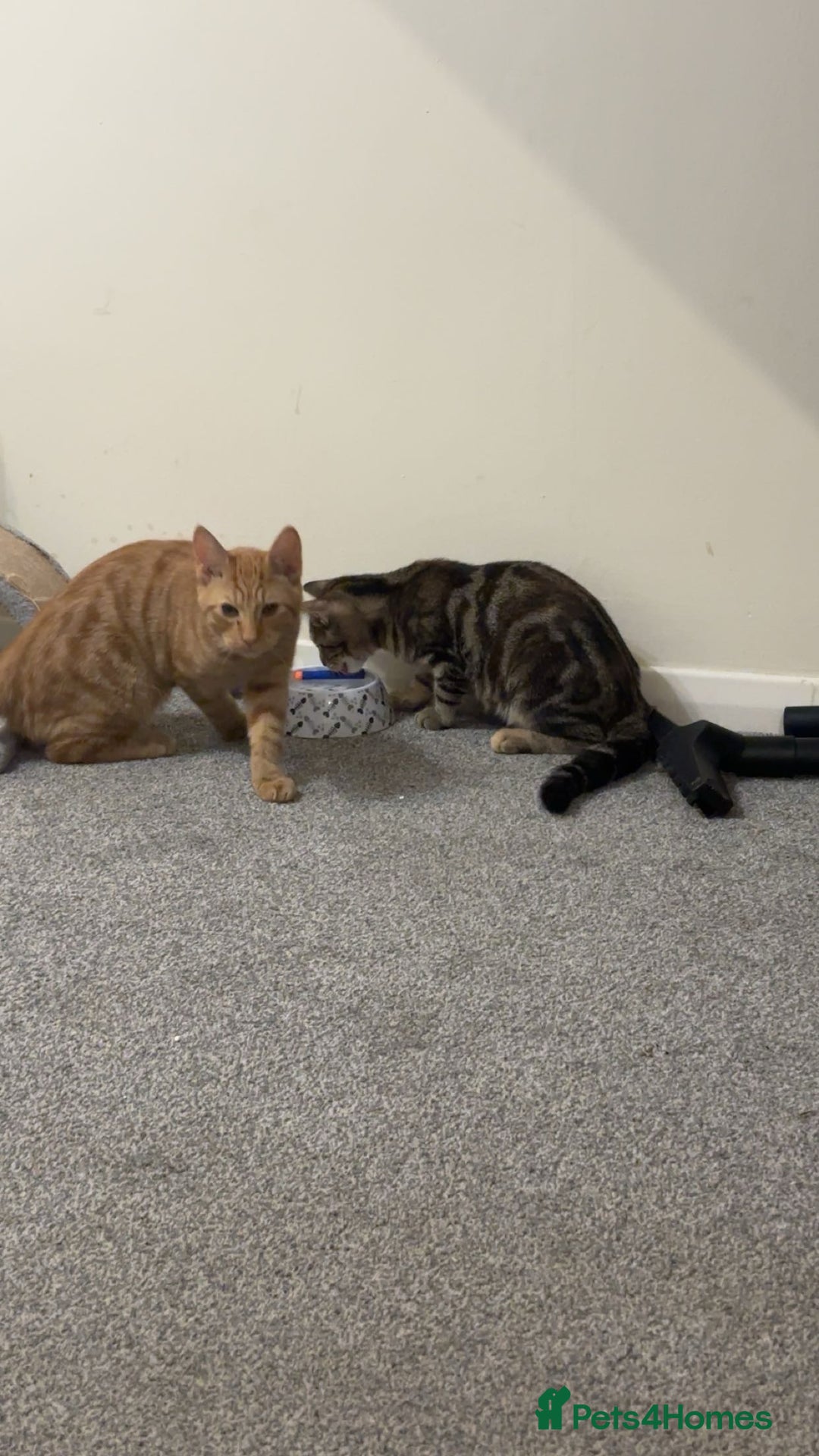 Mixed Breed cats for sale: Mango and fluffy  - Advert 1