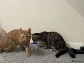 Mixed Breed cats Mango and fluffy - Advert 18