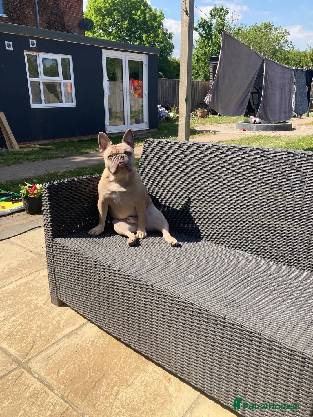 French Bulldog dogs for sale: French Bulldog – Simba, 3 Years Old –  - Advert 2