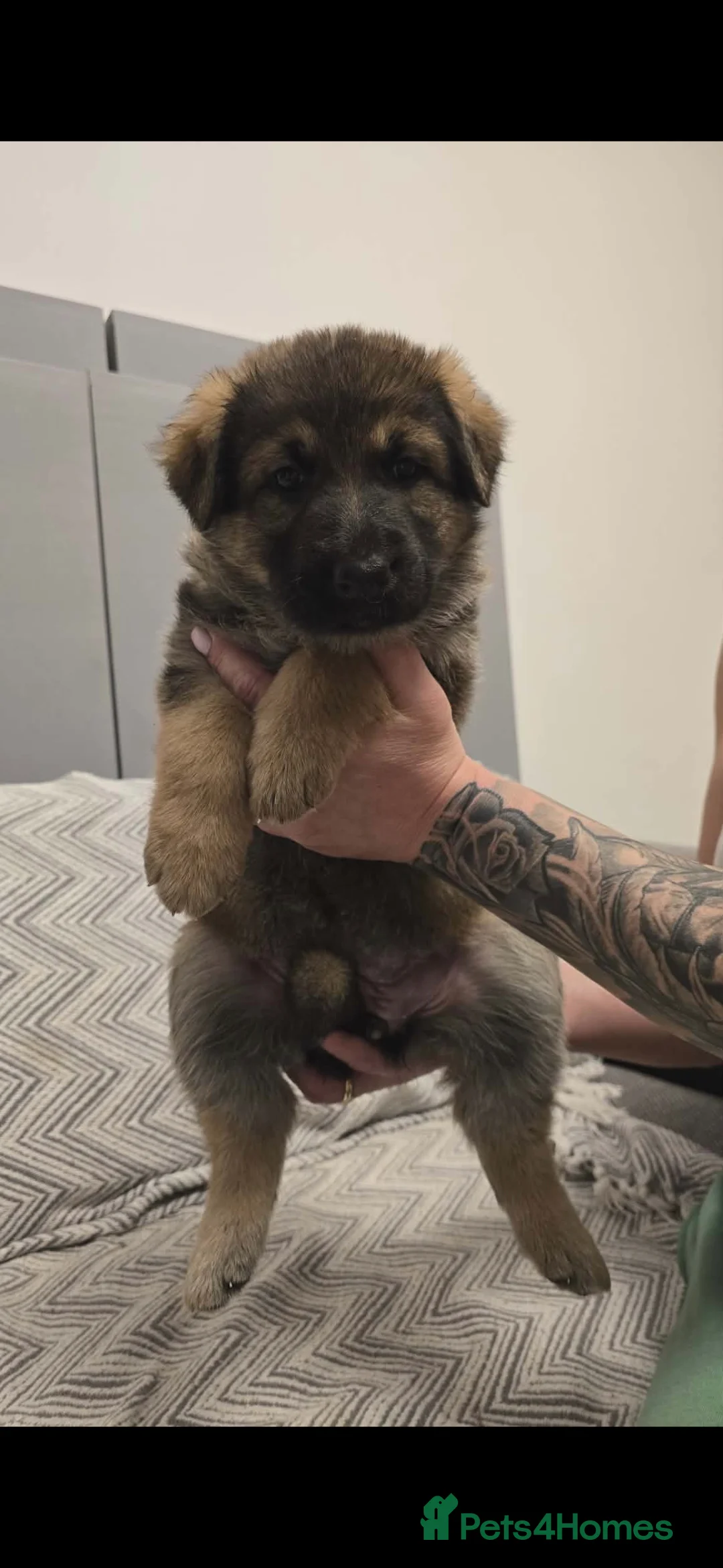 German Shepherd dogs for sale: 6 beautiful German Shepherd puppies - Advert 4