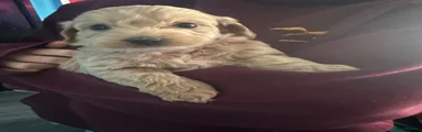 Labradoodle 5