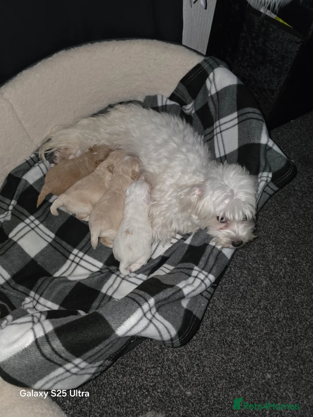 Maltipoo dogs for sale: Multipoo 1 boy 2 girls - Advert 2