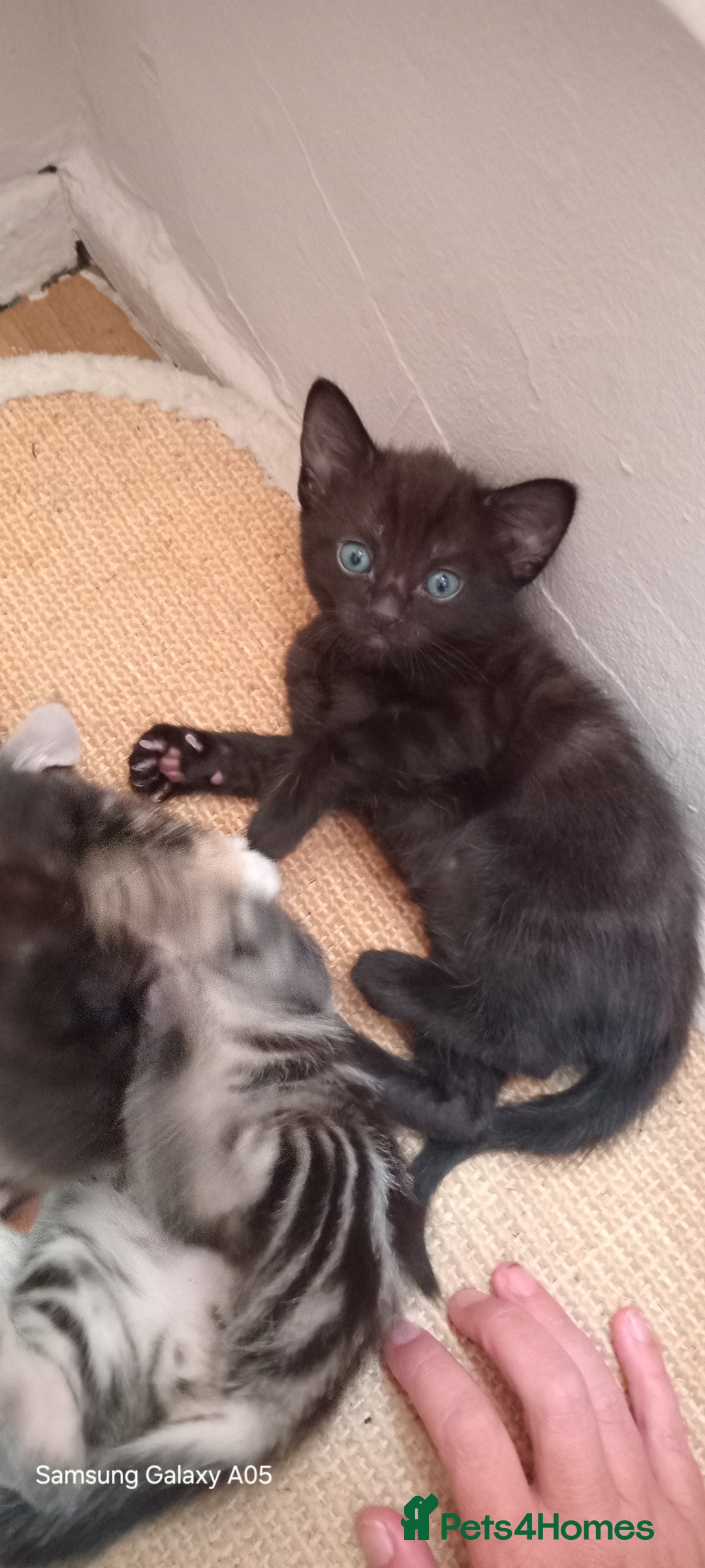 British Shorthair cats for sale: Cute boys - Image 4
