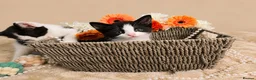 Mixed Breed cats for sale: Mochi & Maureen – Looking for Their Forever Homes  - Advert 2