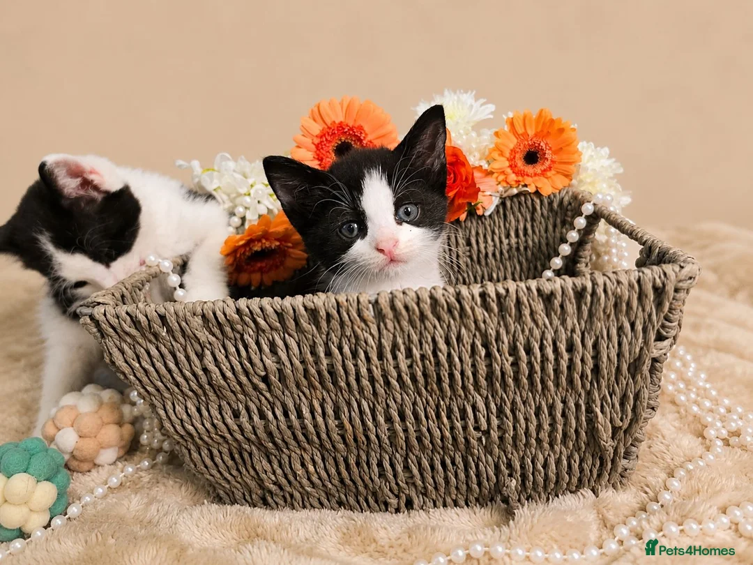 Mixed Breed cats for sale: Mochi & Maureen – Looking for Their Forever Homes  - Advert 2