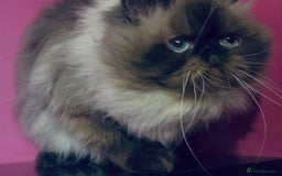 Exotic cats for sale: 4x Exotic Longhair CP Colourpoint White Blue Black - Image 5