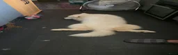 Samoyed dogs for sale: Beautiful Girl Samoyed  - Advert 3