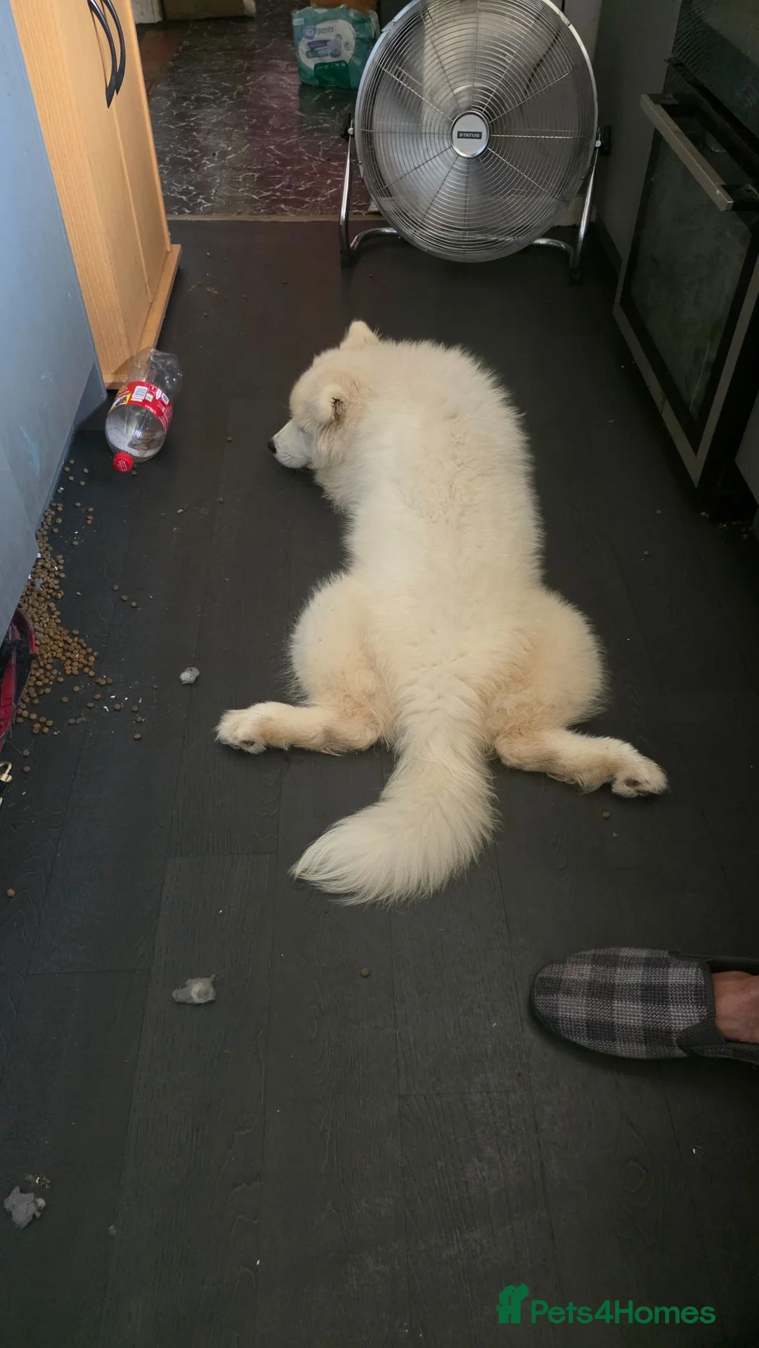 Samoyed dogs for sale: Beautiful Girl Samoyed  - Advert 3