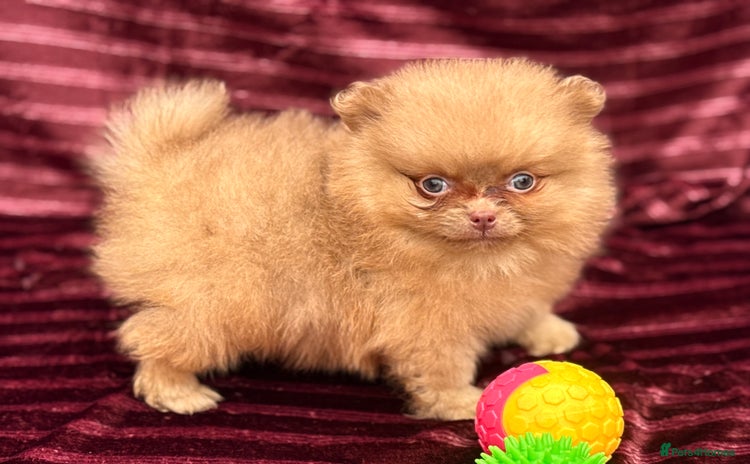 Pomeranian dogs - Advert 1