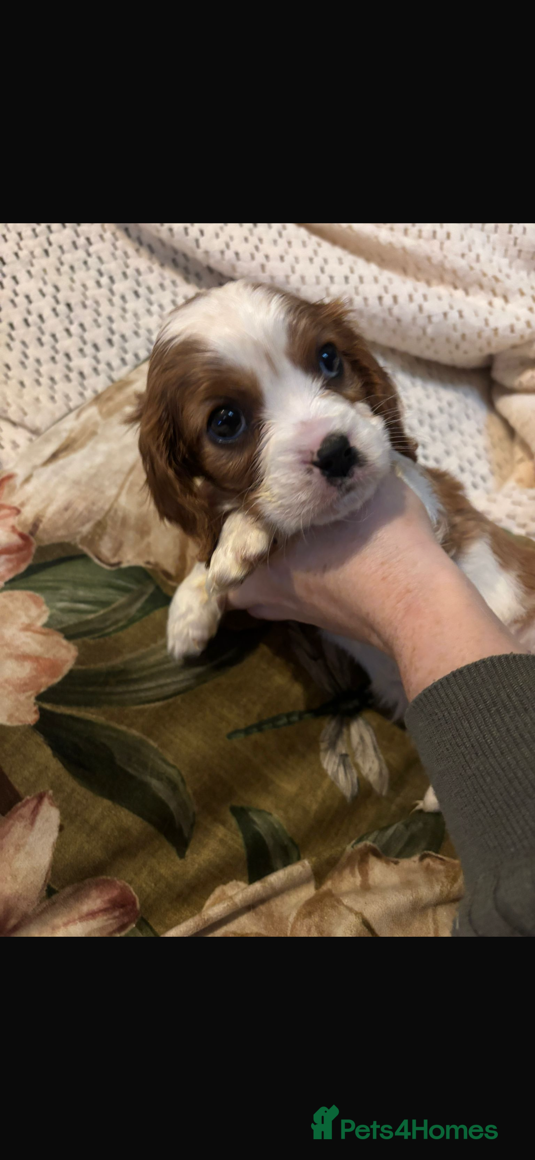 Cavalier King Charles Spaniel dogs for sale: Cavalier King Charles spaniel puppies  - Advert 22