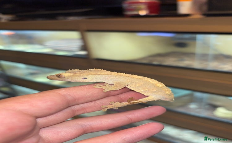 Gecko reptiles - Advert 1