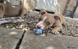 American Bully dogs for sale: Super chunky pocket bullies Ready to leave! - Image 20